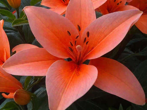 НоменклатураПрисоединенныеФайлы