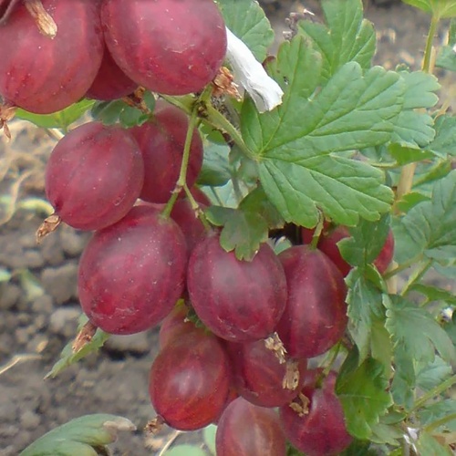 Крыжовник Русский 1шт