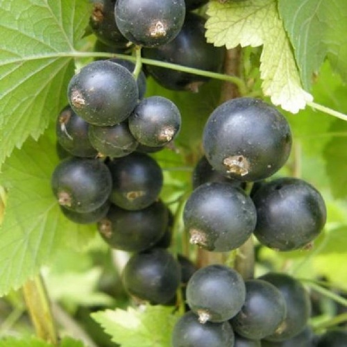 Смородина черная Изюмная 1шт