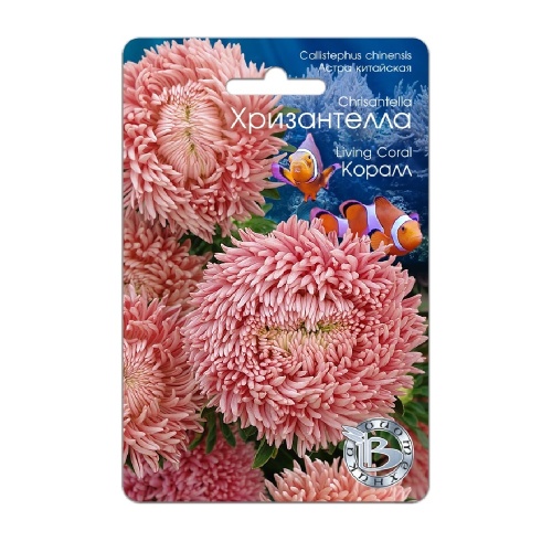 Астра Хризантелла Коралл  30шт_5