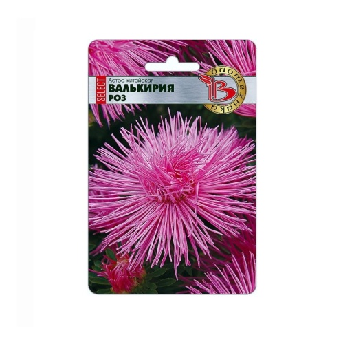 Астра Валькирия селект Роз  30шт_5