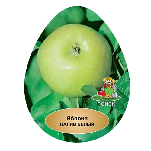 Яблоня Налив белый (подвой семенной) (в сетке) 1шт