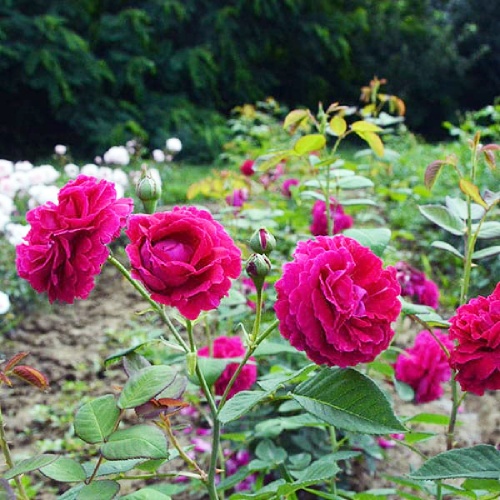 Роза Фальстаф английская 1шт