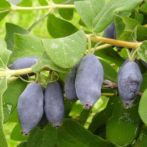 Жимолость Памяти Куминова люкс съедобная1шт