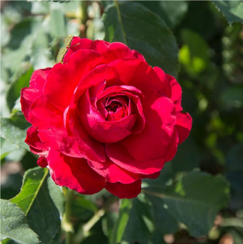 Роза Кронборг флорибунда 1 шт_Kronborg_ 20