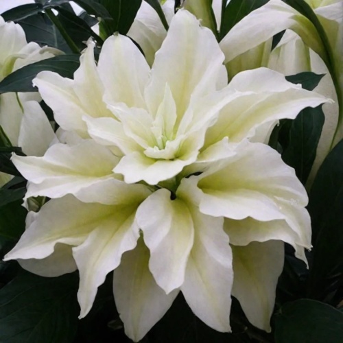 НоменклатураПрисоединенныеФайлы