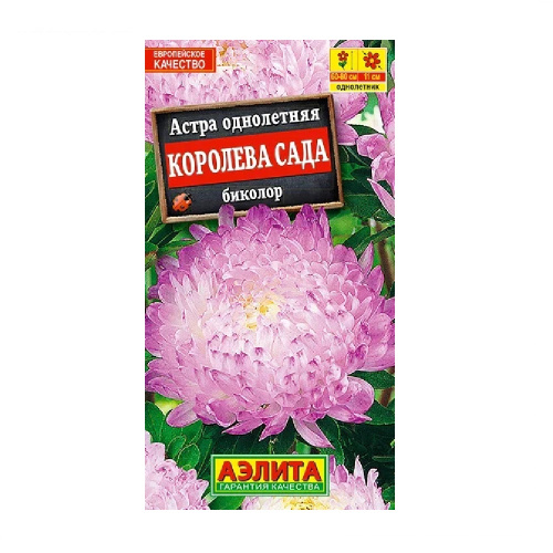 Астра Королева сада биколор  0_2гр_10