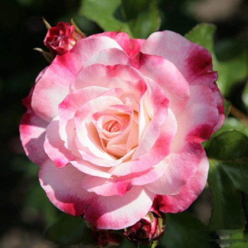 Роза Розенштадт Фрайзинг грандифлора 1шт. _Rosenstadt Freising_20