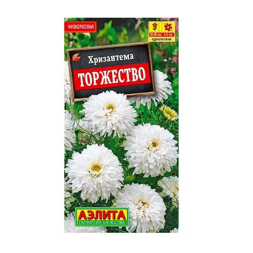 Хризантема Торжество букетная  0_1гр_10 