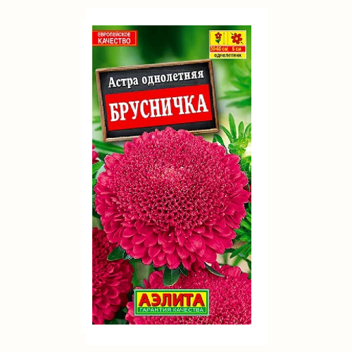 Астра Брусничка  0_2гр_10