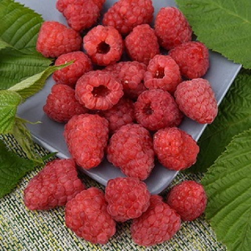 Малина Гордость России перспективные сорта 1шт.