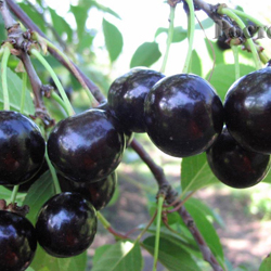 Вишня Новелла  1шт