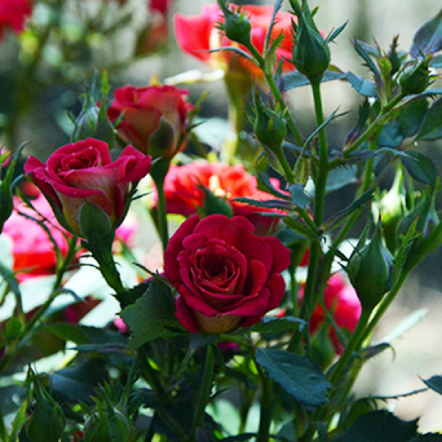 Роза Мэджик миниатюрная 1шт _Magic _20