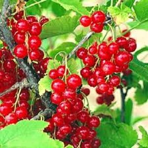 Смородина красная Щедрая 1шт.