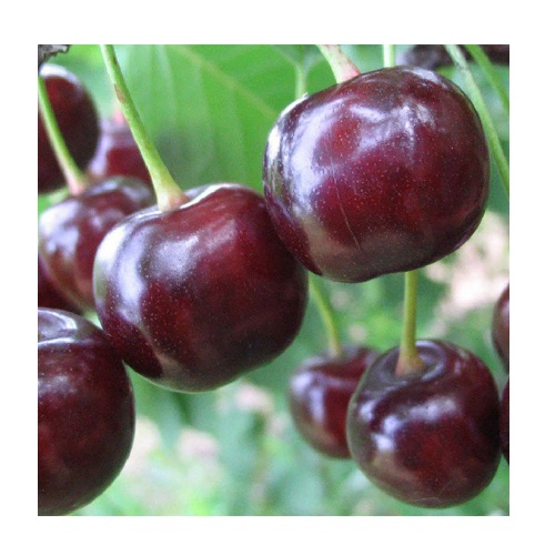 Вишня Чудо-вишня (Дюк) (1-2х летка) (подвой вишня Магалебская) (в сетке)