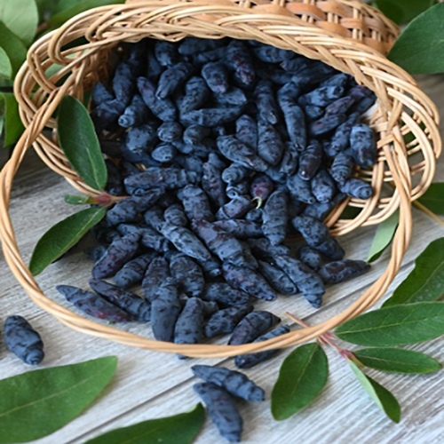 Жимолость Бакчарский великан съедобная 1шт