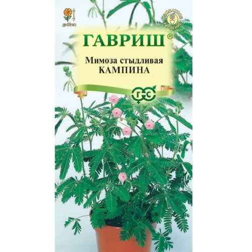 Мимоза стыдливая Кампина 0_1гр  _10
