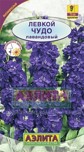 Левкой Высокорослый Чудо лавандовый 0_1гр  _10