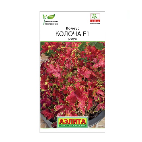 Колеус Колоча F1 роуз 5шт_10
