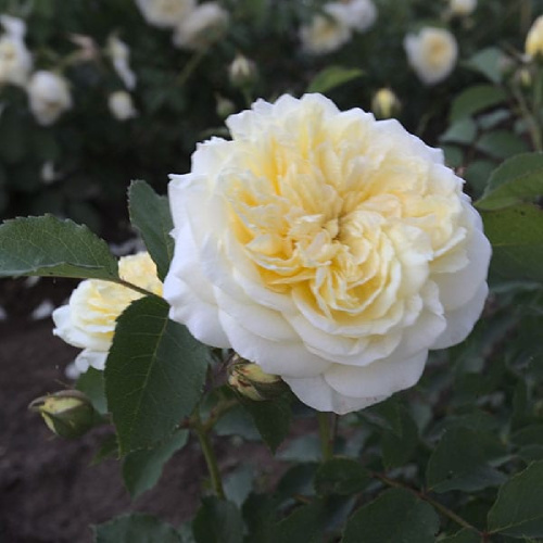 Роза Грехам Томас английская 1шт _Graham Thomas _20