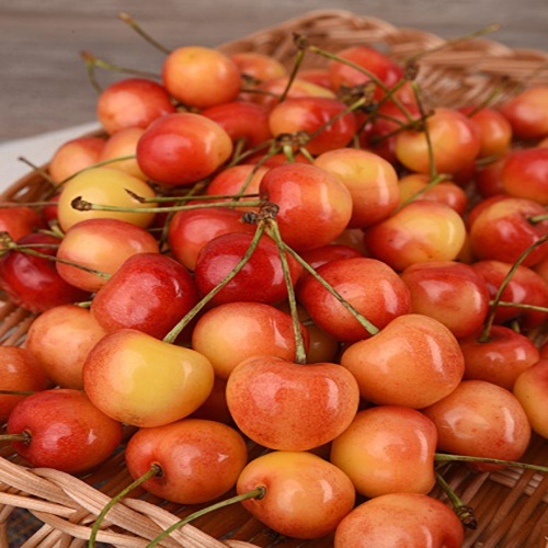 Черешня Барыня (подвой вишня Магалебская) (в сетке) 1шт
