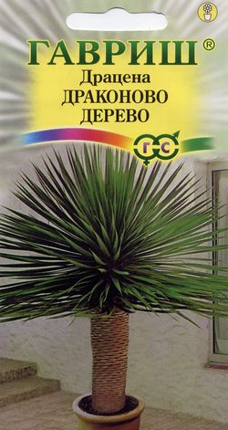 Драцена Драконово Дерево  3шт_10