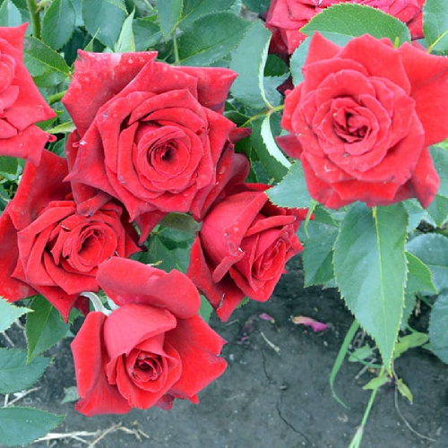 Роза Блэк Баккара 1шт чайно-гибридная _ Black Baccara _ 20