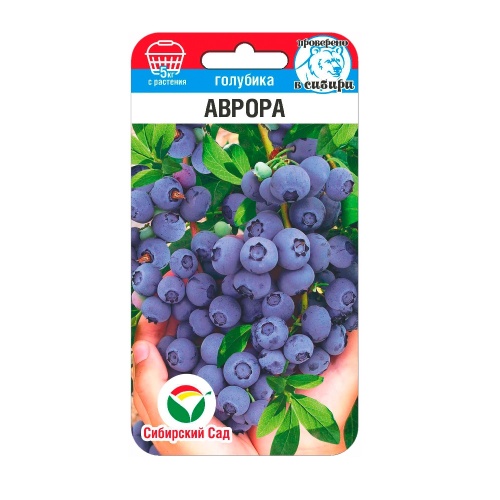 Голубика Аврора 10шт_10