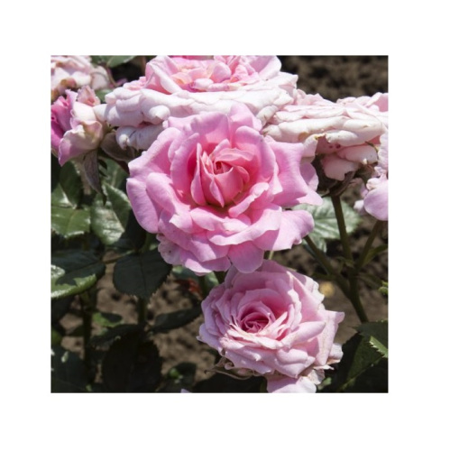 Роза Леди Мейяндина миниатюрная 1шт. _Lady Meiandina _20