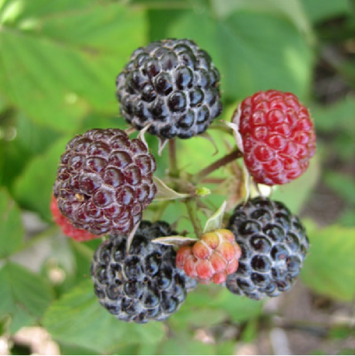 Малина Кумберленд перспективные сорта 1шт