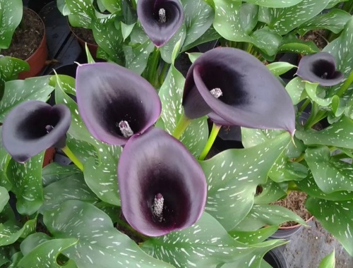 Снимок экрана 2026-01-16 153957