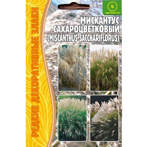 Мискантус сахароцветковый  0_1гр_10