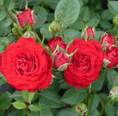 Роза Бенвенуто грандифлора 1шт _ Benvenuto _20