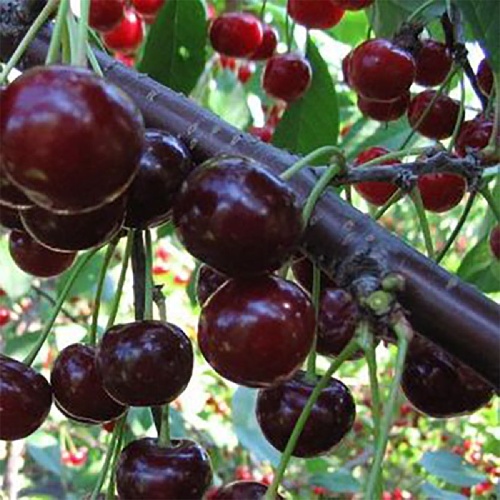 Вишня Ивановна (дюк) (вишня х черешня) (подвой вишня Магалебская) (в сетке) 1шт 