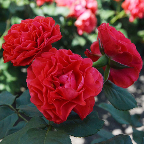 Роза Симонида почвопокровная 1шт_Simonida  _20