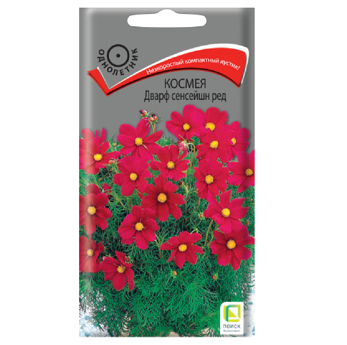 Космея Дварф сенсейшн ред  0_2гр_10