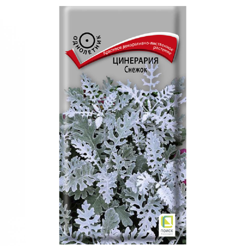 Цинерария Снежок  0_1гр_10