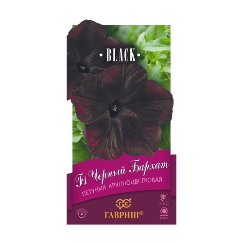 Петуния Черный бархат F1 крупноцветковая  4шт_10