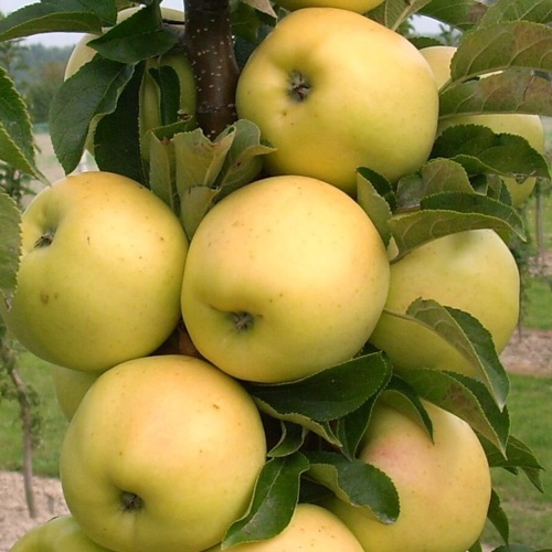 Яблоня колонновидная Медок (подвой 54-118 полукарл) (в сетке) 1шт