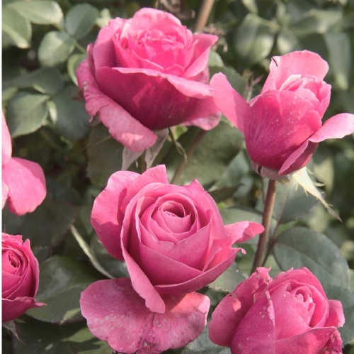 Роза Лайн Рено чайно-гибридная 1шт._Line Renaud_1_10