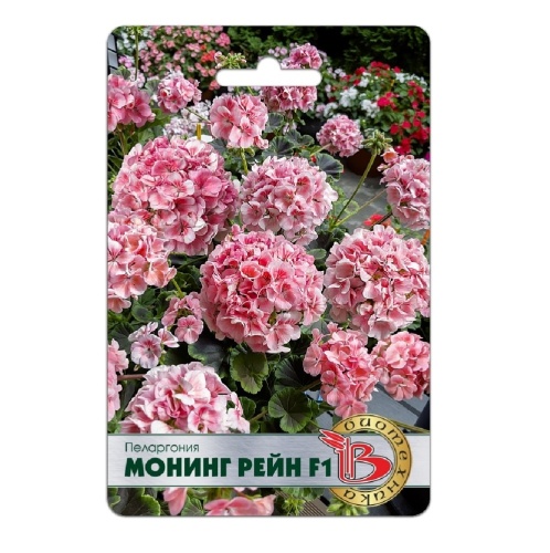Пеларгония Монинг Рейн F1 5шт_5_10