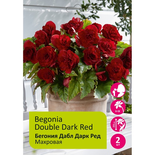 Бегония Дабл Дарк Ред 4_5  2шт _Begonias Double Dark Red