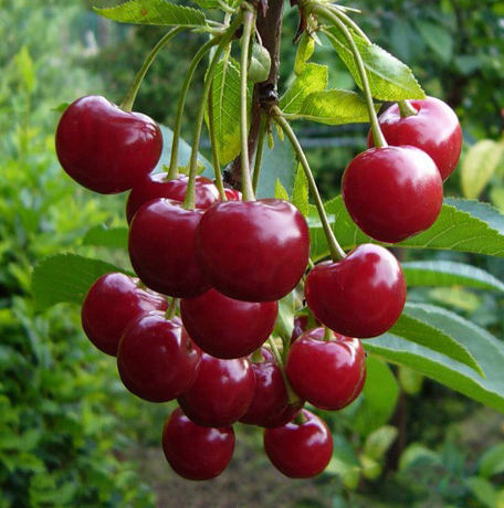 Вишня Ивановна (дюк) 1шт