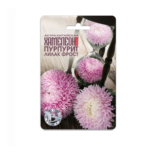 Астра Хамелеон Пурпурит Лилак Фрост китайская  30шт_5