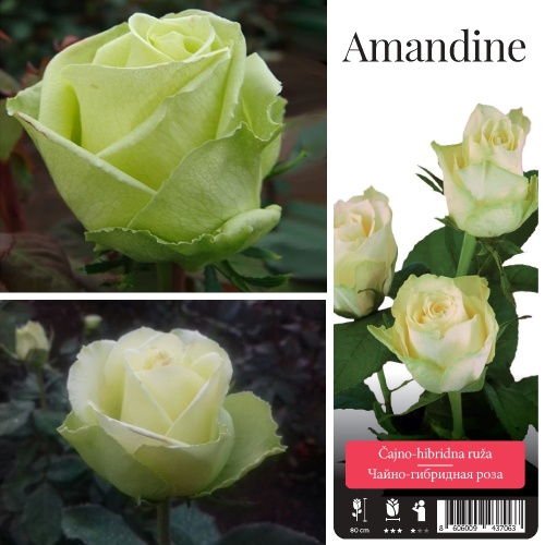 Роза Амандин чайно-гибридная 1 шт_Amandine 