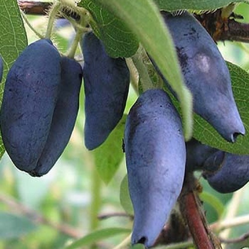 Жимолость Голубое веретено съедобная 1шт _1