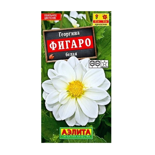 Георгина Фигаро белый махровая  7шт_10