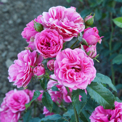 Роза Пинк Фейри флорибунда 1шт _ Pink Fairy _20