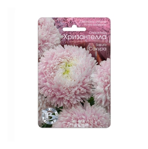 Астра Хризантелла Сакура  30шт_5