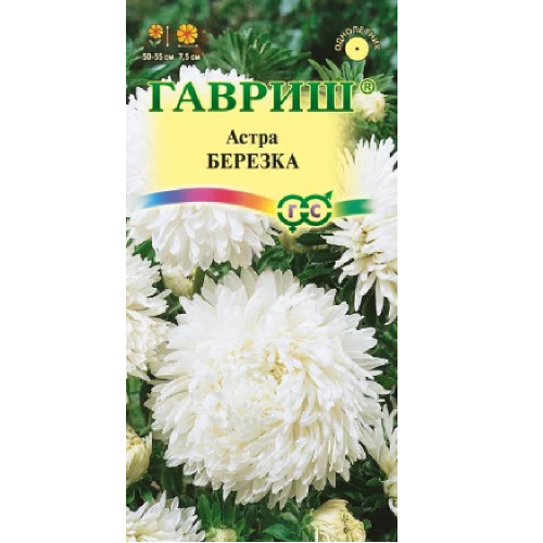 Астра Березка  0_3гр_10